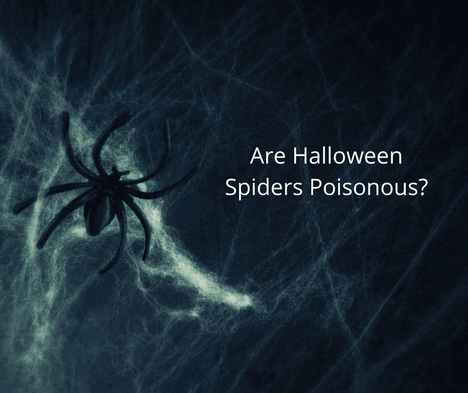 Are Halloween Spiders Poisonous?