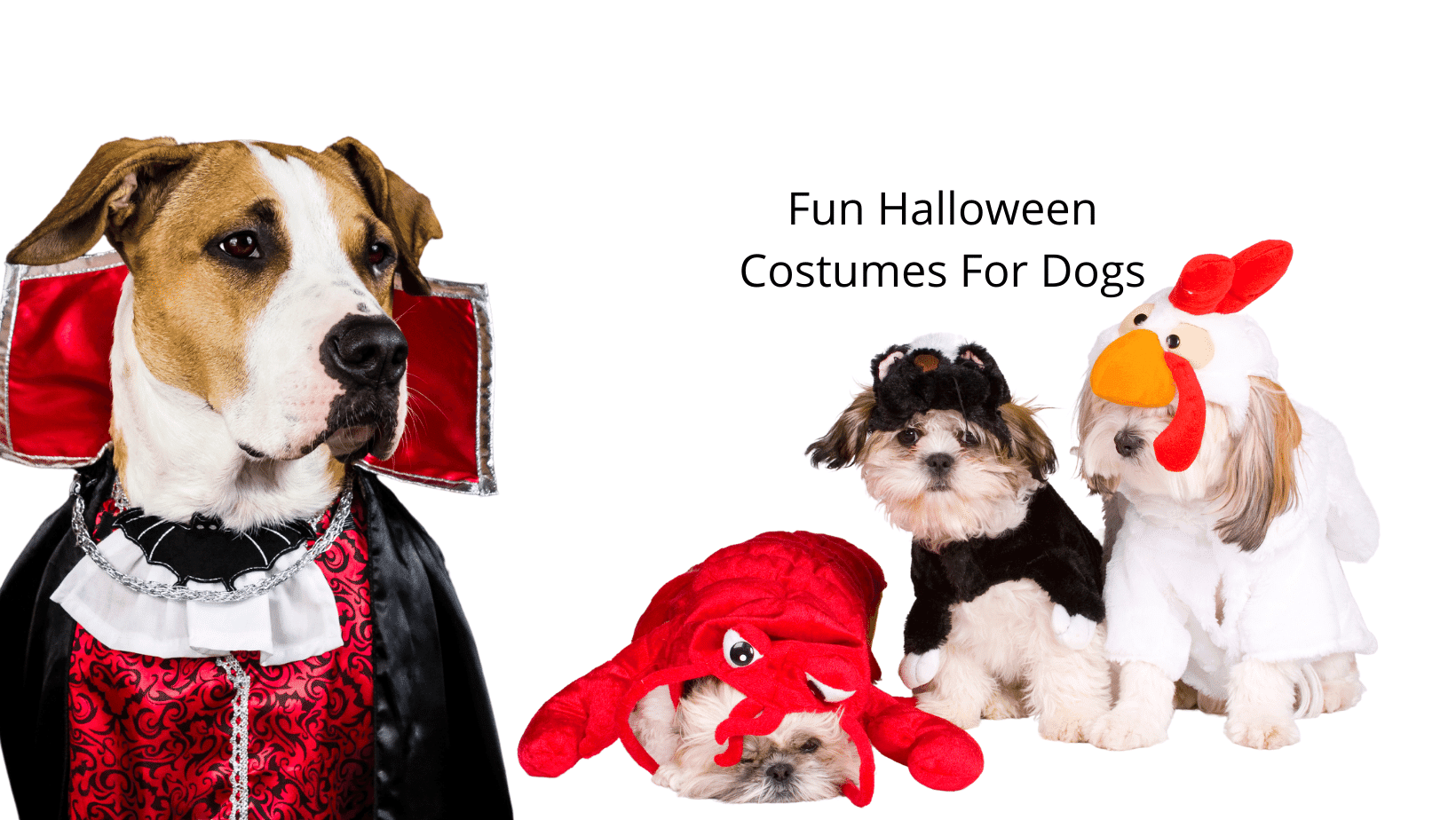 Fun Halloween Costumes For Dogs Halloween Product Reviews
