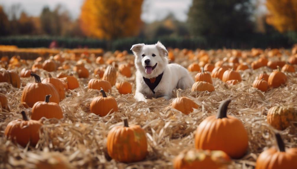 dog friendly corn maze