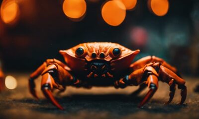 halloween crab pricing guide