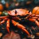 halloween crabs dietary habits