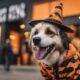 halloween pet costume policy