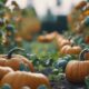 plant pumpkins for halloween