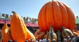 giant pumpkin record contest