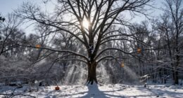 seasonal rituals and symbolism