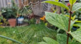 strategic placement of spiders