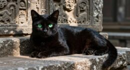 ancient beliefs about black cats