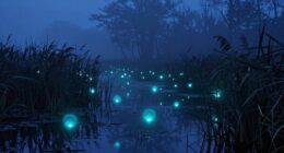 mystical guiding ghost lights
