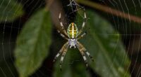 spiders symbolize folklore mysteries