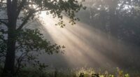 visible fog beams angle