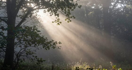 visible fog beams angle